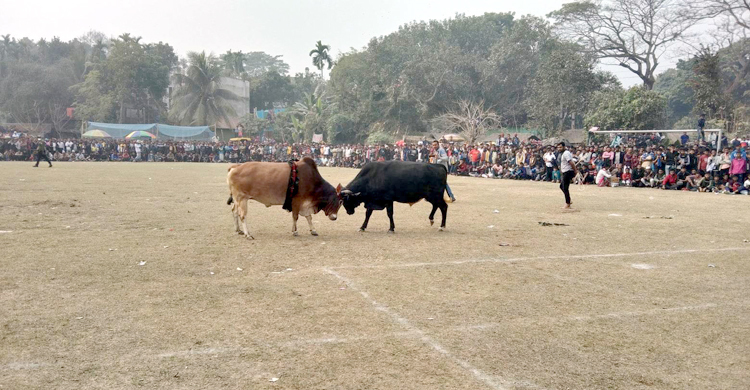 নড়াইলে ষাঁড়ের লড়াই দেখতে হাজারো মানুষের ভিড়