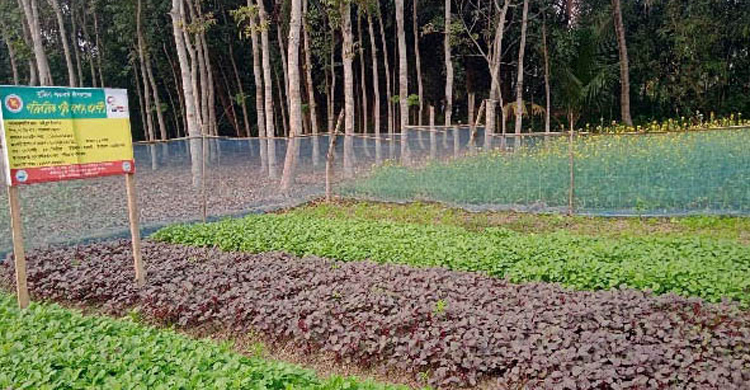 নড়াইলে চাষের আওতায় ২২৫ হেক্টর পতিত জমি