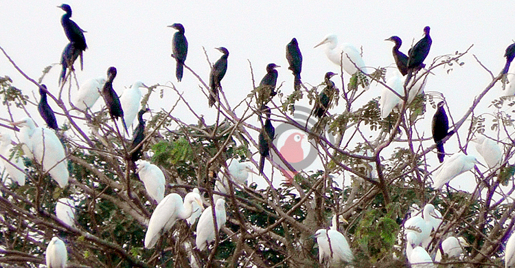 পাখিদের কলকাকলিতে মুখর ‘অরুণিমা’