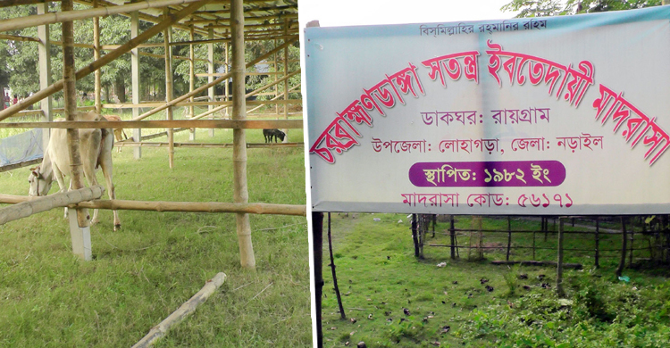 গরু ঘাস খায় ছাগল চড়ে বেড়ায় ক্লাসরুমে