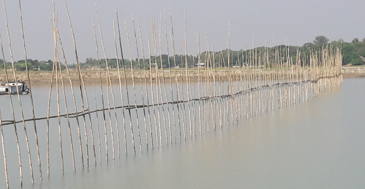 জাটকা ধরতে নদীতে জাল দিয়ে বাঁশের বেড়া