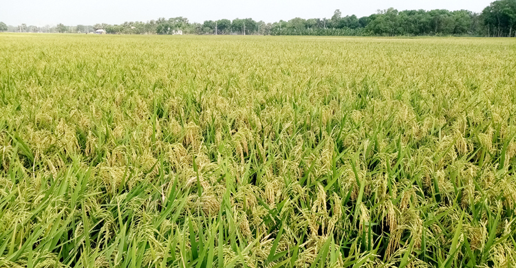 সোনালি ধানে দুলছে কৃষকের স্বপ্ন