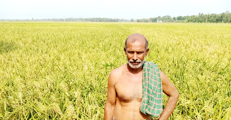 Narail-Paddy-2