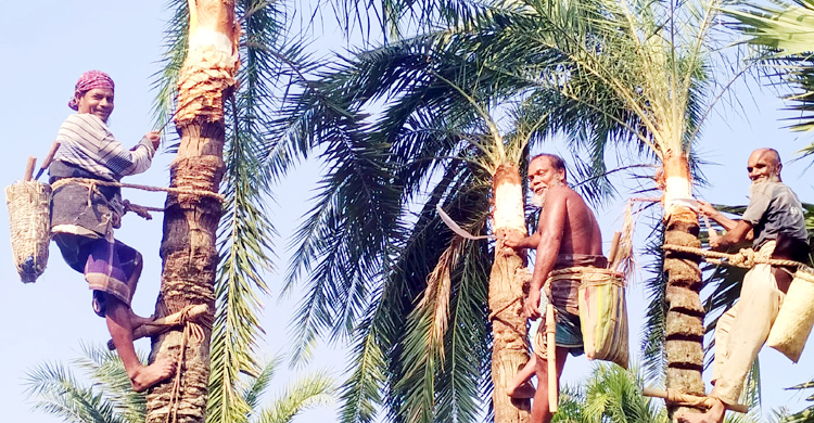 গুড়-পাটালির চাহিদা থাকলেও নড়াইলে কমছে খেজুর গাছ