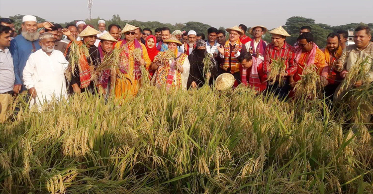 ফতুল্লার চরাঞ্চলে ভিন্ন আঙ্গিকে নবান্ন উৎসব পালিত