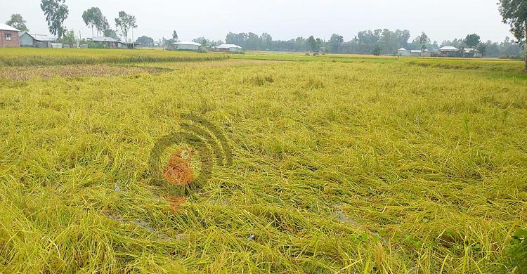 চলনবিলে এক মণ ধান দিয়েও মিলছে না একজন শ্রমিক