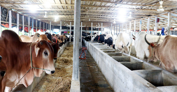 সিংড়ায় কোরবানির গরু নিয়ে শঙ্কায় খামারিরা