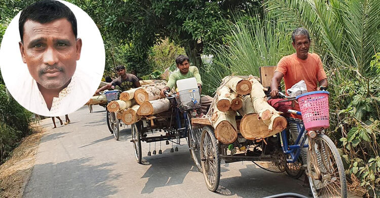 সিংড়ায় সড়কের পাশের গাছ কেটে নিচ্ছেন আ.লীগ নেতা