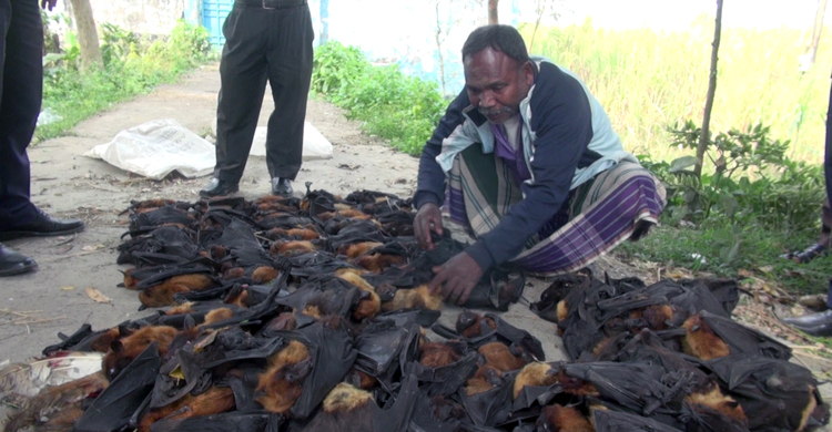 Natore-One-Bat-Killer-1