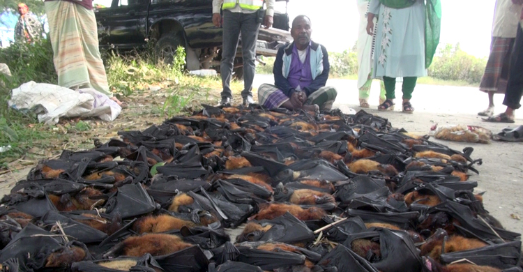 প্রতি বাদুর ২৫ টাকা বিক্রি করতেন তিনি