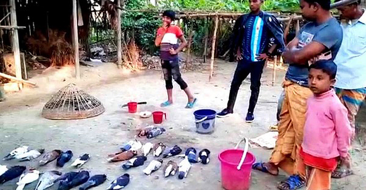 বিষ মেশানো গম খেয়ে মারা গেলো অর্ধশত কবুতর