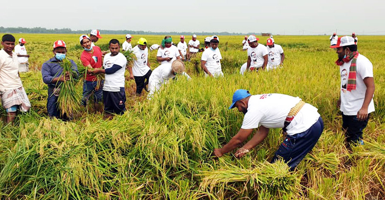 সিংড়ায় কৃষকের ধান কেটে দিচ্ছে ছাত্রলীগ, যুবলীগ ও শ্রমিকলীগ