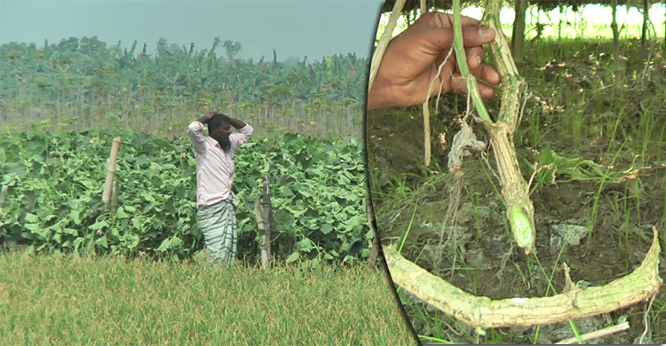 ১৫ কাঠা জমির লাউগাছ কেটে দিল দুর্বৃত্ত, চাষির মাথায় হাত