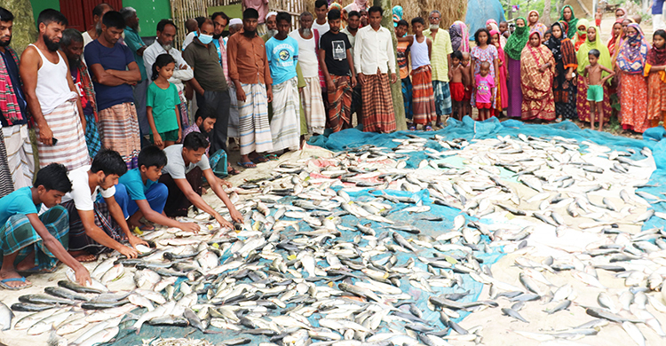 মসজিদের পুকুরে বিষ ঢেলে লক্ষাধিক টাকার মাছ নিধন