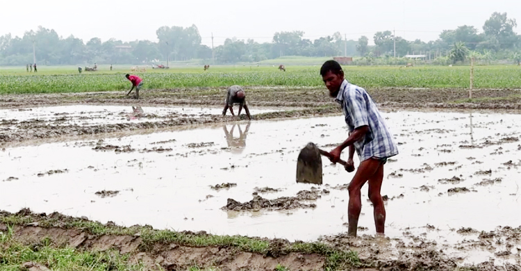 নওগাঁয় বৃষ্টিপাত কম, সম্পূরক সেচে আমন আবাদ