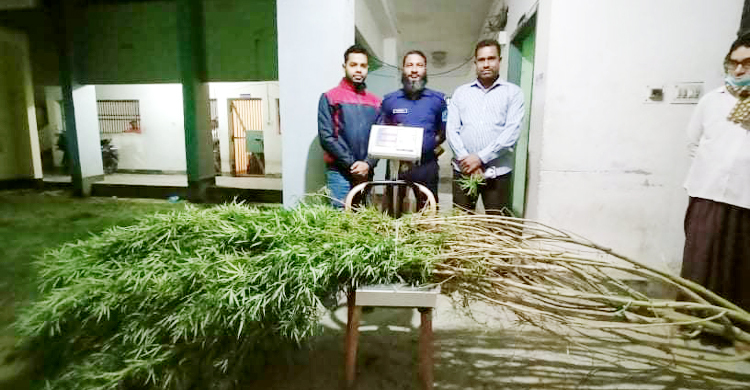 সবজি বাগানে গাঁজা চাষ, গ্রেফতার মালিক