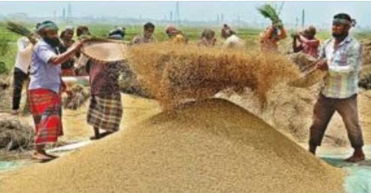 নেত্রকোনায় লক্ষ্যমাত্রার ১ শতাংশও পূরণ হয়নি আমন সংগ্রহ