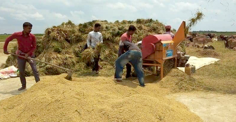 হাওরের কৃষকদের নতুন চ্যালেঞ্জ ধানের ন্যায্যমূল্য
