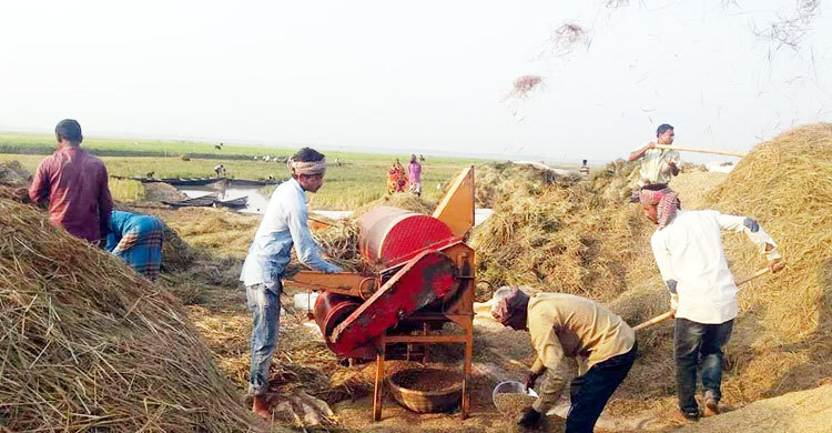 ধান কাটা শেষ হলেও চূড়ান্ত হয়নি কৃষকের তালিকা