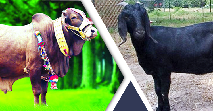 পশু কুরবানির স্থান পরিষ্কার করবেন যেভাবে