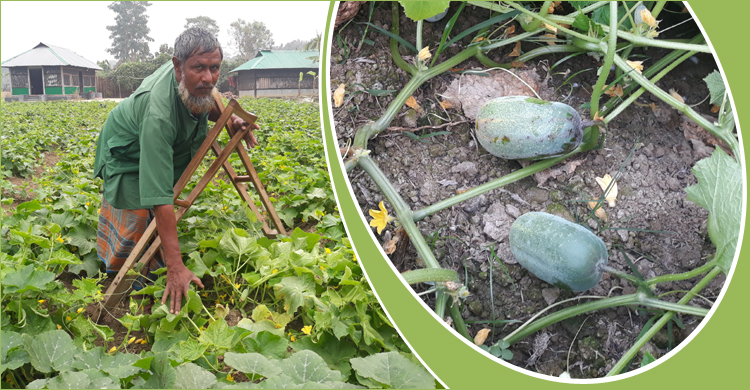পাহাড়ে সবজি চাষে প্রতিবন্ধী শফিউলের সাফল্য