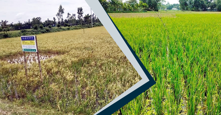 ধানের এক চারায় দুইবার ফসল তুলে চমক দেখালেন চাষিরা