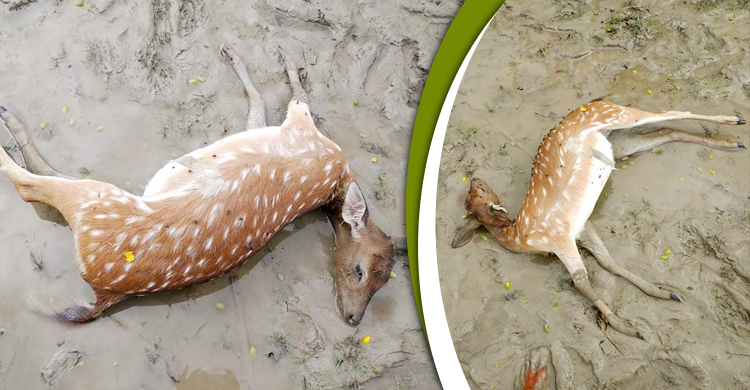 সাড়ে ১১ ফুট উচ্চতার জলোচ্ছ্বাস দেখল বরগুনাবাসী