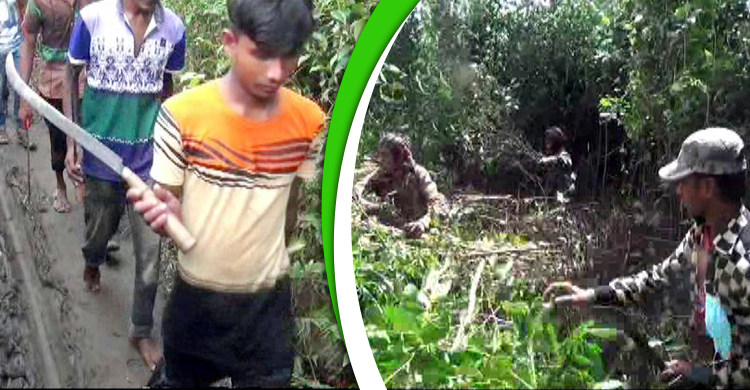 পঞ্চগড়ে তিনদিন ধরে চা বাগান ও জঙ্গল কেটেও মিলল না বাঘ