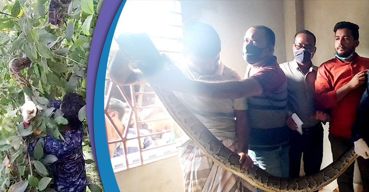 গাছের সঙ্গে জড়িয়ে ছিল বিশাল অজগর