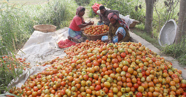 টমেটোর কেজি বিক্রি হচ্ছে না দুই টাকায়ও