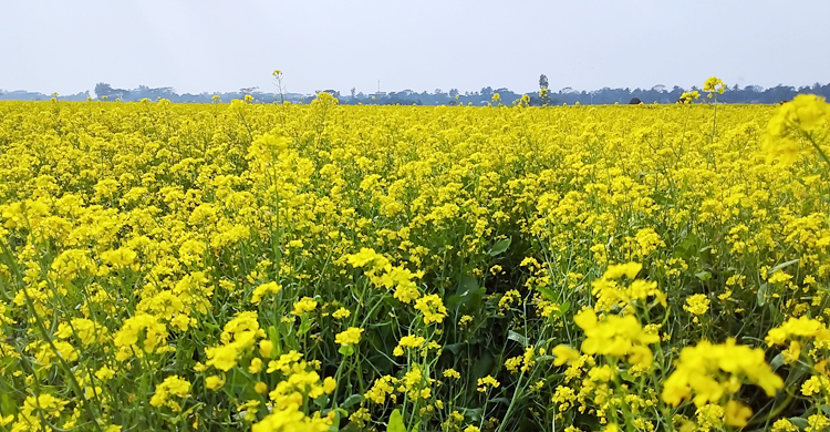 হলুদ ফুলে ছেয়েছে মাঠ, আড়াইহাজারে সরিষার বাম্পার ফলনের আশা
