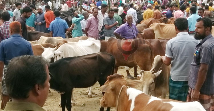 নীলফামারীতে জমে উঠেছে পশুরহাট, মাঝারি গরুর চাহিদা বেশি