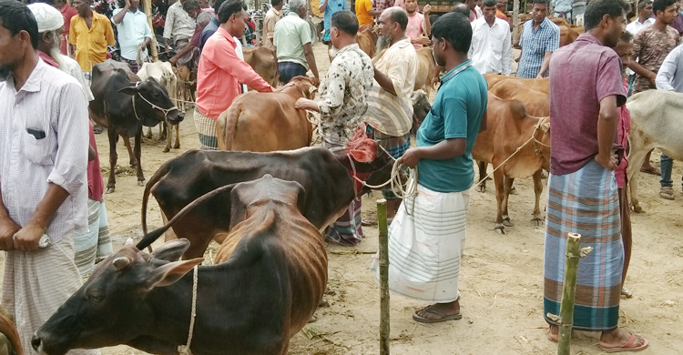 নীলফামারীতে জমে উঠেছে পশুরহাট, মাঝারি গরুর চাহিদা বেশি