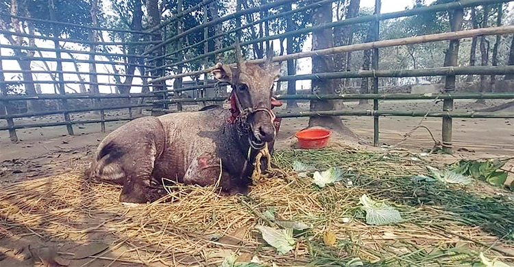সুস্থ হয়ে উঠছে জবাই থেকে রক্ষা পাওয়া নীলগাইটি