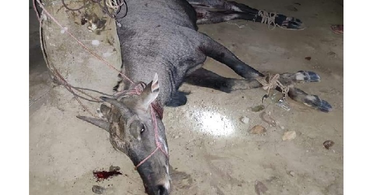 ঠাকুরগাঁওয়ে বিলুপ্তপ্রায় নীলগাই উদ্ধার