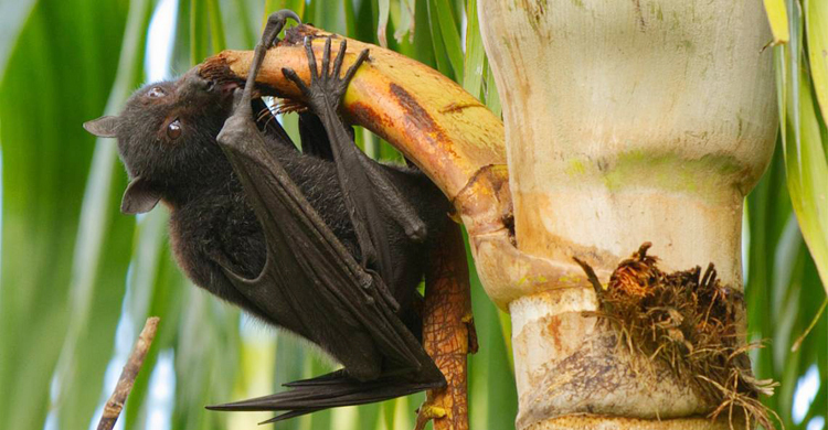 পরবর্তী মহামারি হতে পারে নিপা ভাইরাস