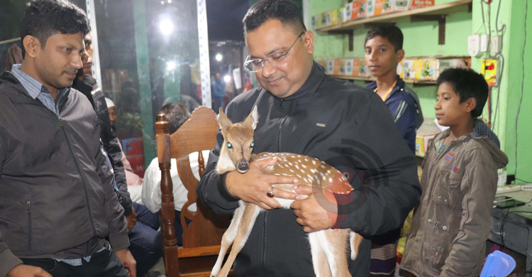শিয়ালের তাড়া খেয়ে রান্নাঘরে হরিণশাবক