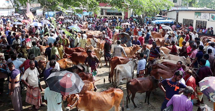 নওগাঁয় জমেছে হাট, মাঝারি গরু বেচাকেনা বেশি