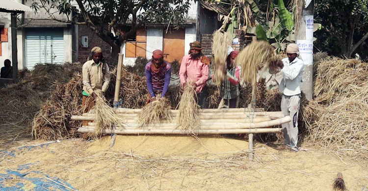 হেমন্তের নবান্ন উৎসব, ধান কাটা-মাড়াইয়ে ব্যস্ত কৃষক-শ্রমিক