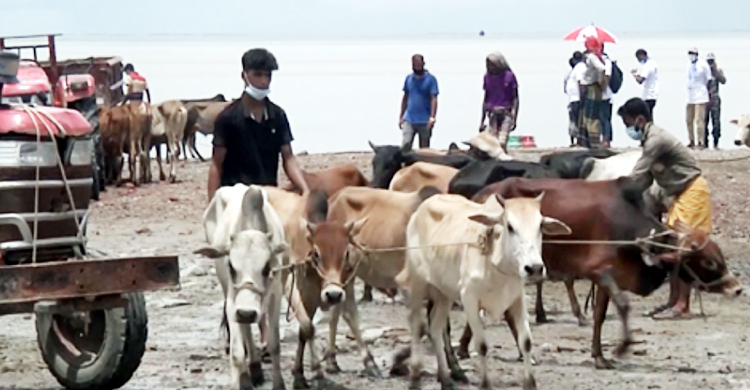 ঈদে ভাসানচরে রোহিঙ্গাদের জন্য ২৩৫ গরু কোরবানি