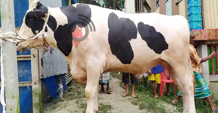 ৩২ মণ পালোয়ানের দাম ১৩ লাখ, ২৮ মণের শেরখানের ১২ লাখ