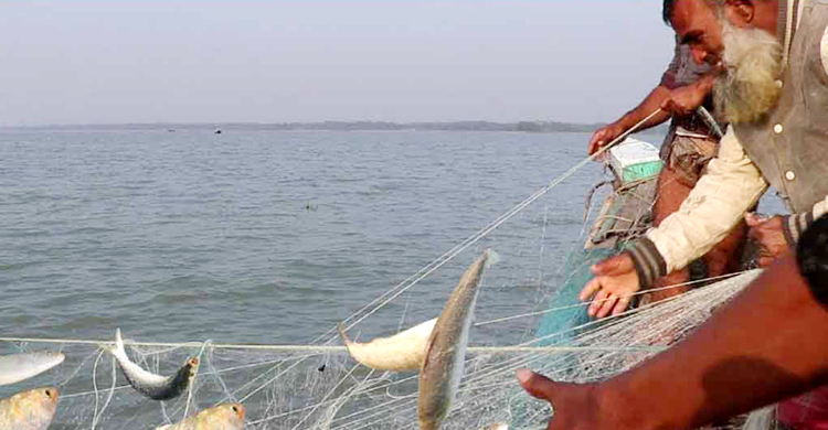 মেঘনায় ঝাঁকে ঝাঁকে ধরা পড়ছে ইলিশ
