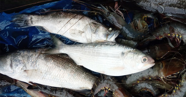 নোয়াখালীতে পুকুরে মিললো ইলিশ