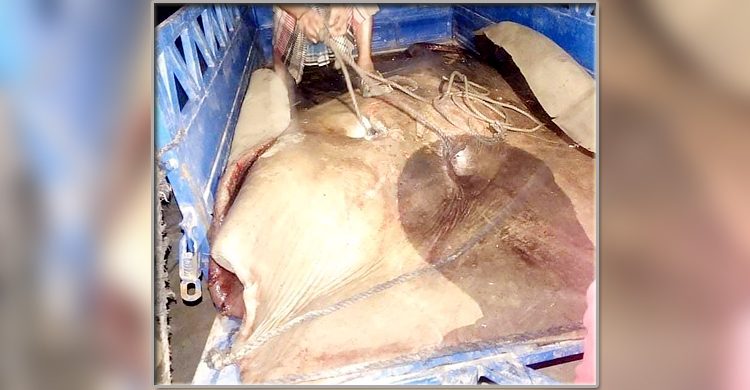 নয় মণের শাপলাপাতা মাছ বিক্রি হলো ৯০ হাজারে