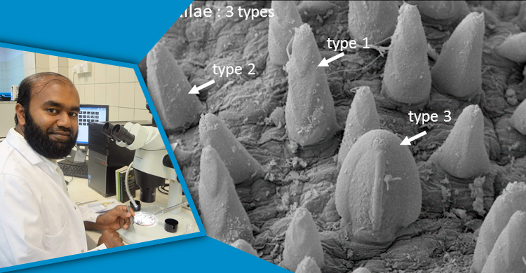 হাতিয়া উপকূলে নতুন প্রজাতি আবিষ্কার করলেন নোবিপ্রবি শিক্ষক