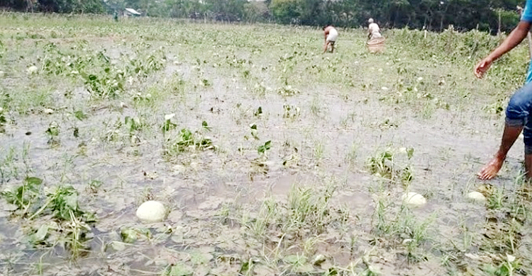 জোয়ারের লোনা পানি কেড়েছে কৃষকের হাসি