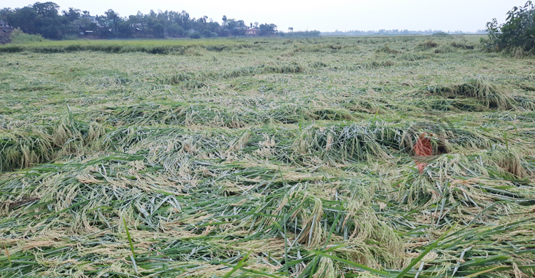 ধানে অভিশাপ আর আমে আশীর্বাদ হয়ে এলো বৃষ্টি