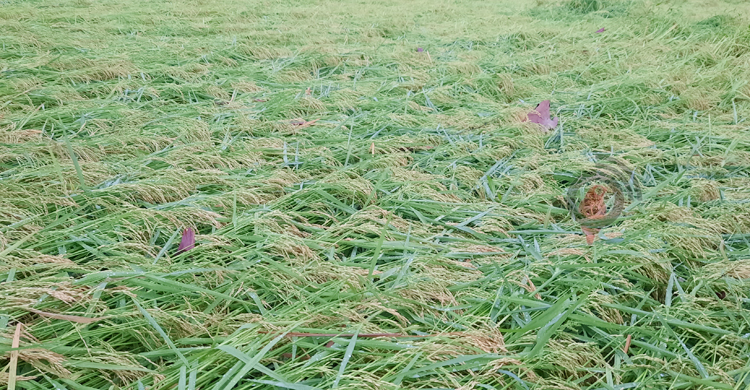 ধানে অভিশাপ আর আমে আশির্বাদ হয়ে এলো বৃষ্টি