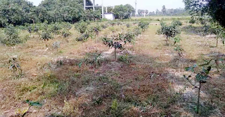 মাদক কারবারিকে ছাড়তে টাকা নেয়ার অভিযোগ ডিবি কর্মকর্তার বিরুদ্ধে