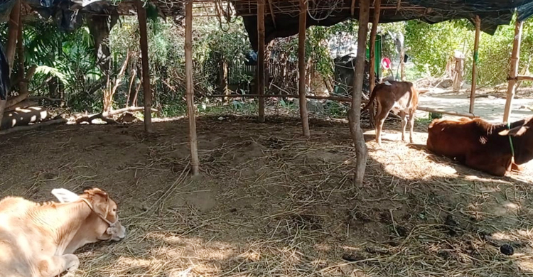 গোয়ালঘর থেকে গরু ডাকাতি, সকালে মিললো যুবকের হাত-পা বাঁধা মরদেহ
